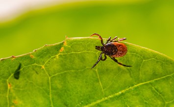 Lyme disease - transmitted by ticks - Physiofinder
