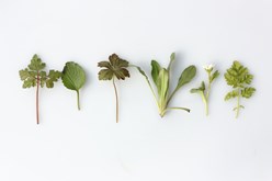 Get fit for spring with wild herbs - Physiofinder